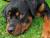 Rottweiler: Quoi ma gueule?