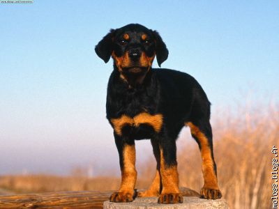 Un magnifique et fier chiot Rottweiler: un puppy!