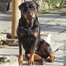 Mignon Rottweiler assis